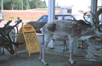 Reindeer unsuspecting their fate, outside a Finnish restaurant.