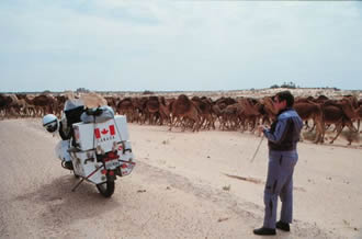 Yes, there really are camels crossing here!