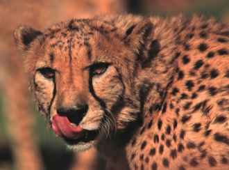 Hungry cheetah, Okonjima, Namibia.