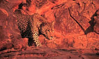 Leopard arriving for dinner at Okonjima, Namibia
