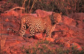 Leopard - Okonjima, Namibia