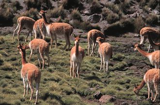 Vicunas, Chilean Andes, en route to Bolivia, at about 3,500m altitude.