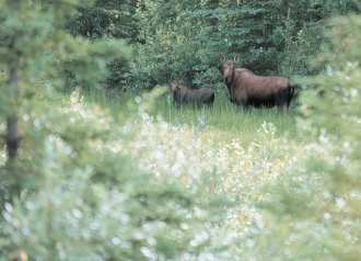 Moose and young moose from the road, Alaska.
