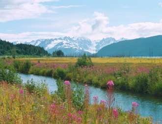 Flowers and mountains in Alaska.