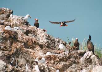 Susan's best bird shot ever - puffin landing on Bird Island, Alaska.