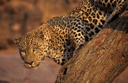 Leopard, Okonjima