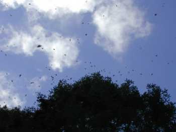 Monarchs fluttering