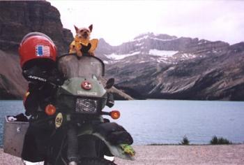 Punky in position, looking for bears!