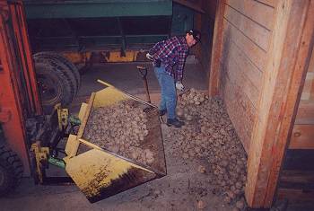 Andy Miller shoveling potatoes in Pemberton.