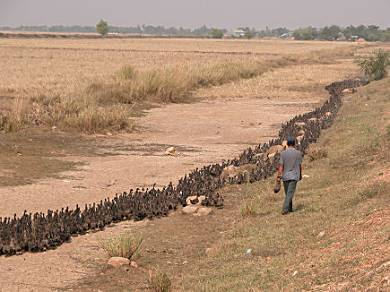 Grazing ducks in Cambodia.