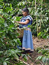 Coffee picking, Boquette, Panama.