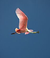 A spoonbill in flight.