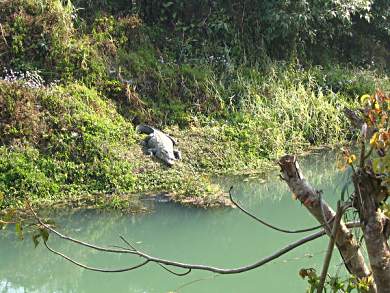 Crocodiles in Chitwan National Park, Nepal.