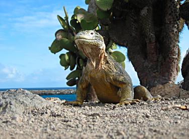 Up close to an iguana on Galapagos.