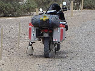 Magellenic penguin checks out the bike.