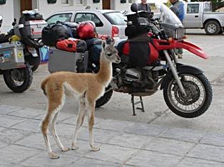 Bertha had another visitor a little further down the road, a baby guanaco.