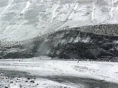 Penguins going up mountain to feed their chicks.
