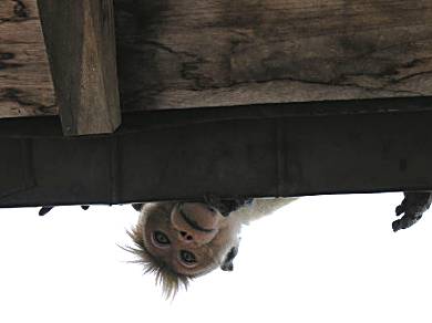 Punk hairdo macaque monkey looking at our bags from the temple roof.