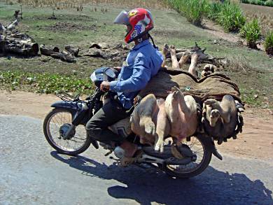 This little piggy went to market – in Cambodia.