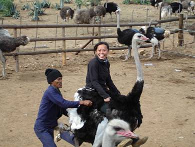 My Bike has grown feathers and has become more difficult to manourve- Ostrich riding in Oudtshoorn.