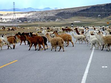Alpaca herd in Peru.