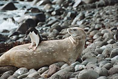 Penguin mistakes seal for rock - OOPS! Photo by Susan Johnson.