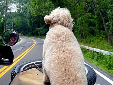 Milou did not miss anyting during the 400 miles back to Rochester. 