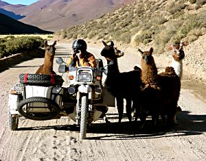 by Jean-Louis Grauby, of Hubert Kriegel, French-USA, Friendly llamas at Santa Rosas de los Pastos Grandes in Argentina; Sidecar-ing the world; BMW R100GS - Ural Sidecar.