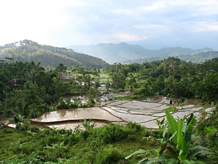 Rice paddies in Bali