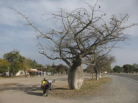 strange tree