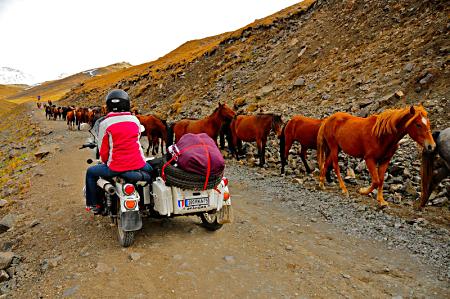 Horses coming down from mountain.