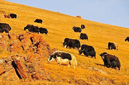 At this time of the year, the herds came down from the mountain for the winter. Except the yaks, I am still not sure where they will stay?