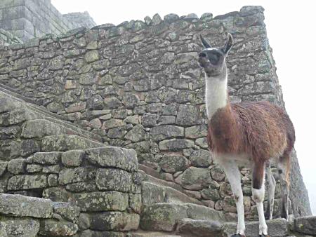Machu Pichu resident.