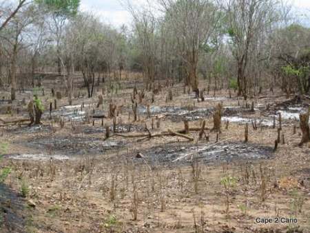 Charcoal from forests, Mozambique.