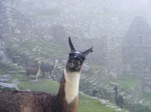 Llama at Machu Pichhu.