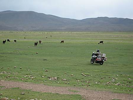 Dances with wolves...Rides with llamas.