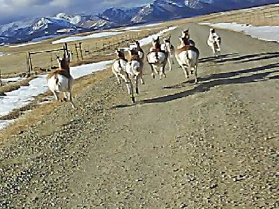 Pronghorn Antelope.