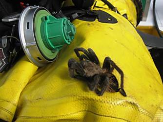 Tarantula.