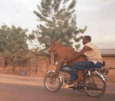 The cow seems to be enjoying the ride.