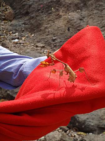 Camouflaged mantis.