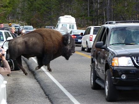Bison in traffic.