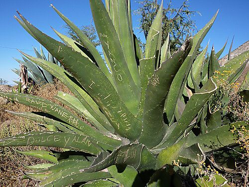 cactus graffiti (in mexico).