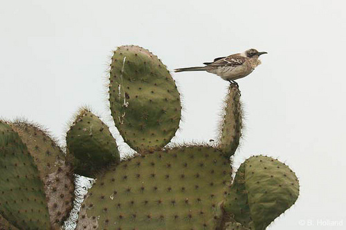 Darwin's finch, land iguana