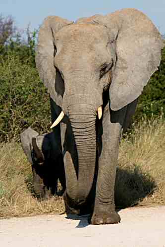 Mother and baby elephant at Etosha National Park in Namibia