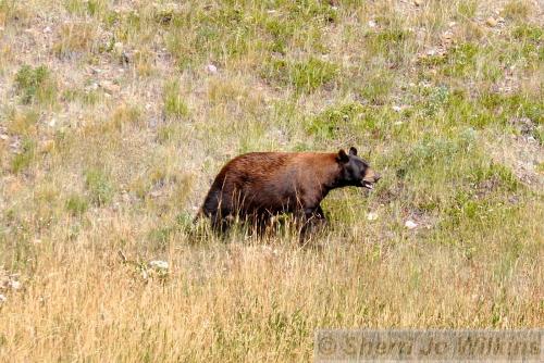 Brown bear.