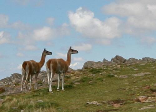 Guancos in Chile.