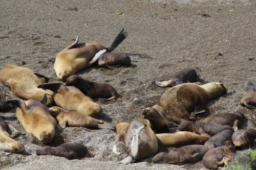Seals on the beach in Argentina.