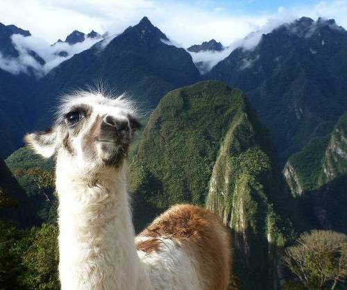 Llama at Macchu Pichu.