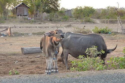 Water Buffalo, Laos.