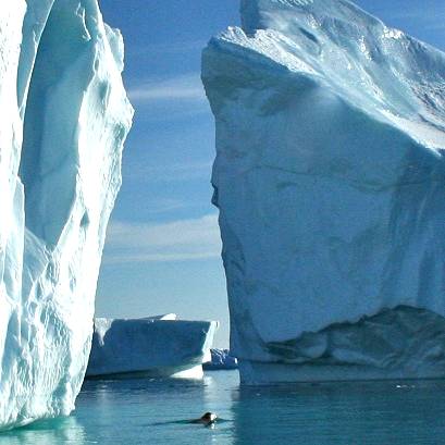 A seal swimming through giant icebergs in Antartica.